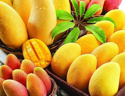 廣西大型芒果保鮮冷庫安裝設計，芒果冷庫保鮮貯藏技術方法